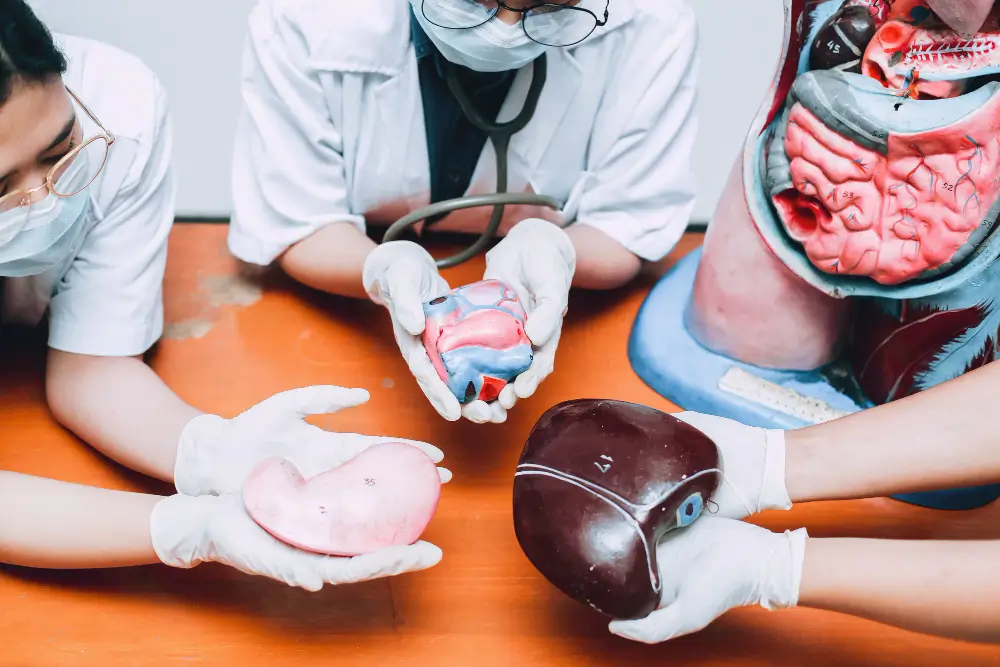 organ donation organs model demonstration by doctors