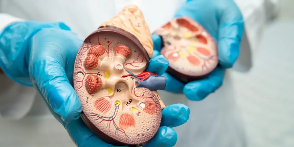 kidney Transplant (1)